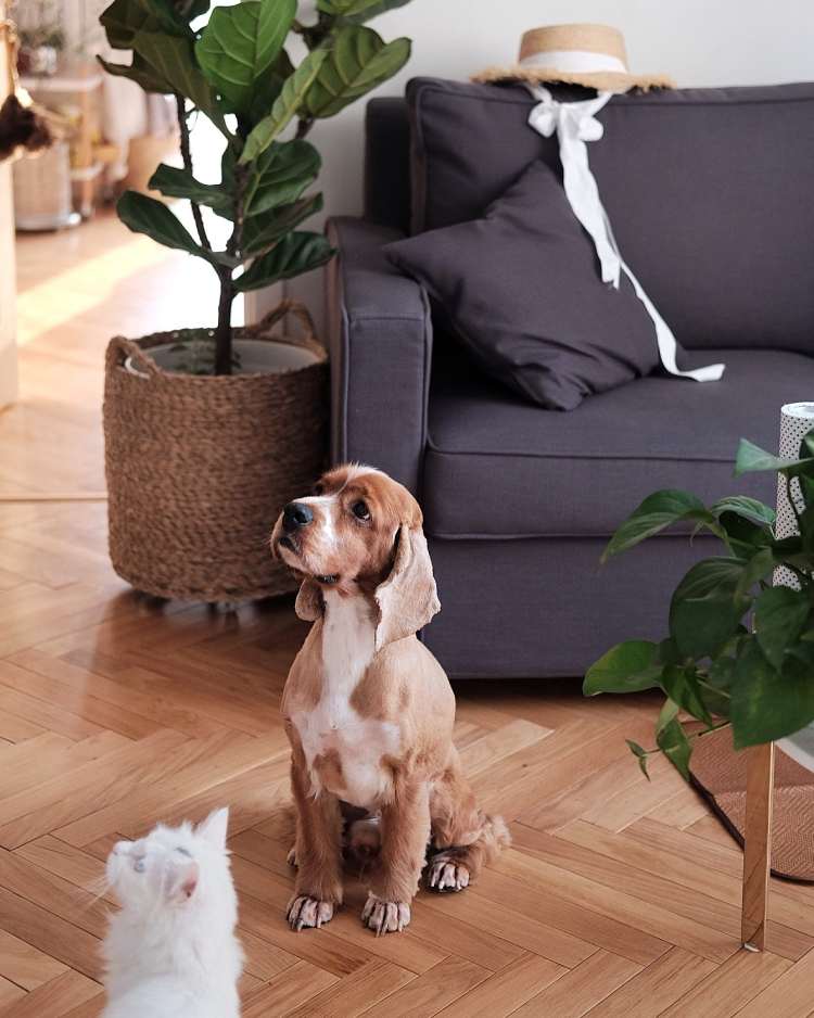 成(chéng)都(dōu)裝修公司推薦