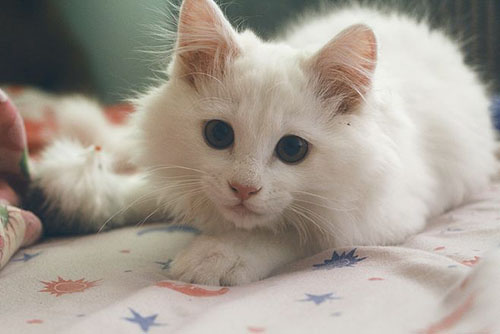 成(chéng)都(dōu)裝修公司推薦排名